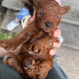 Dakota - Red  male Poodle puppy in Port Arthur, Texas from Perfect Paw Kennel
