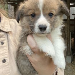 Thomas Rhett - Sable male Pembroke Welsh Corgi puppy in Bonners Ferry, Idaho from Idaho Lane Doodles