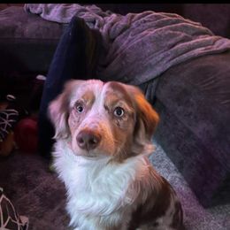 Australian Shepherd and Pomeranian All Grown Up from Willamette Valley Aussies