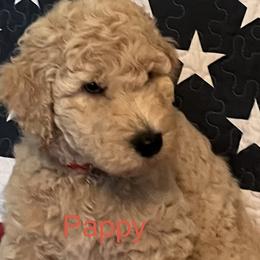 Goldendoodles from Oodles of Doodles