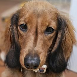 Zeppelin - Dachshund