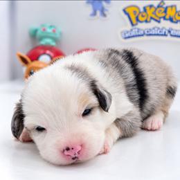 Eevee - Blue merle female Australian Shepherd puppy in Riverside, California from Aus Cal (Aussies of soCal)