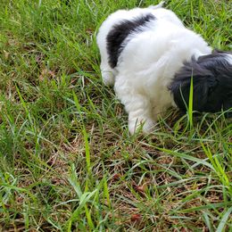 Shihpoo Puppies from Perfect Companion Puppies
