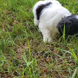 Shihpoo Puppies from Perfect Companion Puppies