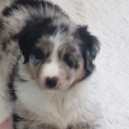 Boy 2 - Blue merle Australian Shepherd puppy in Maryland from Lake Shore Australian Shepherds