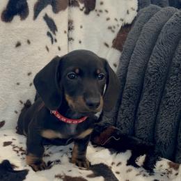 Mario - Black and tan male Dachshund puppy in Meridian, Id 83646 3658, Idaho from Boise Best Mini Dachshunds