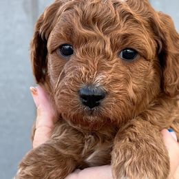 Princess - Cavapoo puppy from Cedar Sprout Puppies