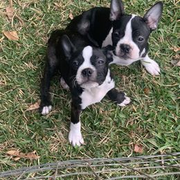 Boston Terrier Puppies from Daddy Daughter’s Boston Terrier’s