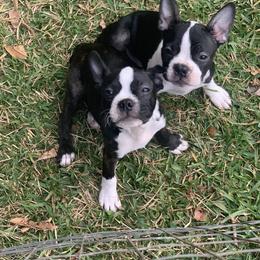 Boston Terrier Puppies from Daddy Daughter’s Boston Terrier’s