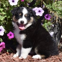 Australian Shepherd and Miniature Australian Shepherd Puppies from CY Ranch Aussies