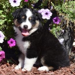 Australian Shepherd and Miniature Australian Shepherd Puppies from CY Ranch Aussies