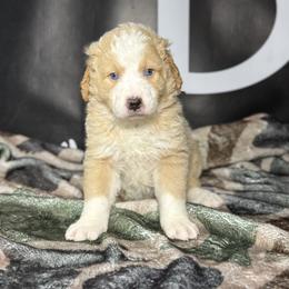 WINCHESTER - Red male Bernedoodle puppy in Corpus Christi, Texas from The Henke Doodles