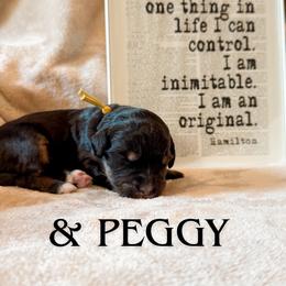 And Peggy (Yellow collar) - Phantom female Bernedoodle puppy in Boiling Springs, South Carolina from OlliePups, LLC