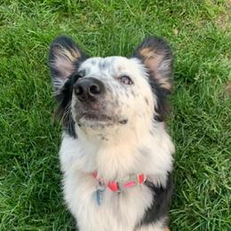 Australian Shepherds from Caylees aussies