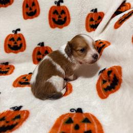 Lulu - Piebald female Dachshund puppy in Camdenton, Missouri from Camden Line Dachshunds