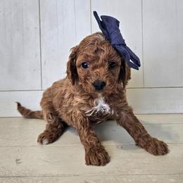 Sapphire- Grey collar - Red female Cavapoo puppy in South Jordan, Utah from Lucky Doodle Pups