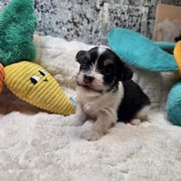 Boy 2 - Black and white male Havanese puppy in Deer Park, Washington from Mt. Top Havanese