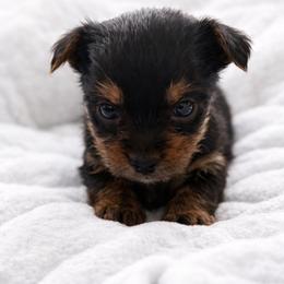 Thayer - Black and tan male Yorkshire Terrier puppy in Iron Mountain, Michigan from Celestial Family Terriers (Yooper Yorkies)