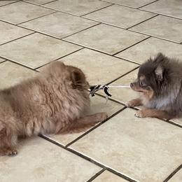 Pomeranian Puppies from Hummingbird & Fox