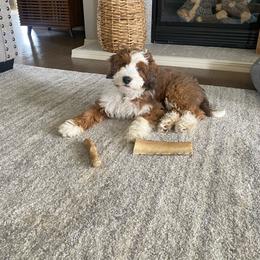 Benny - Sable male Bernedoodle puppy in Wamego, Kansas from Doodles of Oz