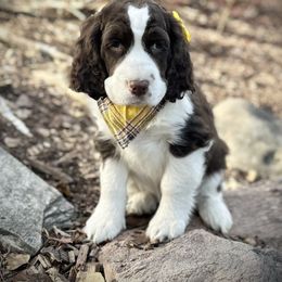 English Springer Spaniel Puppies from Orchard Hill English Springer Spaniels
