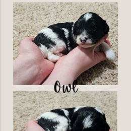 Owl - Tri-color male Cavapoo puppy in Newdale, Idaho from Canyon Creek Puppies