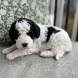 Ice cream - Black and white female Bernedoodle puppy in North Carolina from Lynes of Doodles