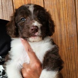 Tammy - White and red female Bordoodle puppy in Fredericktown, Ohio from Brisby Bordoodles