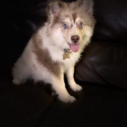 Gracie - Pomsky
