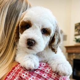Trenton - Parti male Goldendoodle puppy in Pleasant Grove, Utah from Destination Doodles