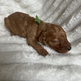 AKC Green collar - Red  male Poodle puppy in Powder Springs, Georgia from West Cobb Dogs
