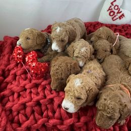 Goldendoodle Puppies from Maryland Designer Doodles