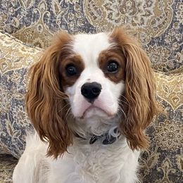 Cavalier King Charles Spaniels from Marvelous Cavalier King Charles Spaniels