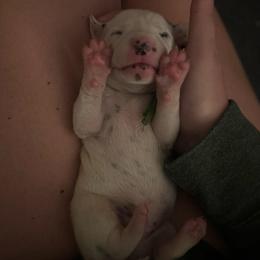 Chaos - White and black female Dalmatian puppy in Mount Vernon, Missouri from Spots & Spirals