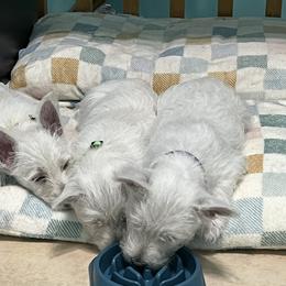 West Highland White Terriers from Westie Lovers