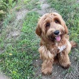 Australian Cobberdog Puppies from Faberge Australian Cobberdogs