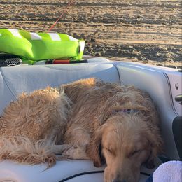 Golden Retriever Puppies from Brooke Zuidervaart