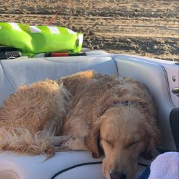 Golden Retriever Puppies from Brooke Zuidervaart