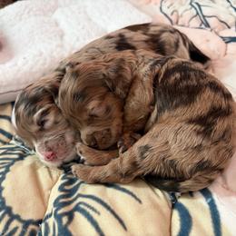 Cockapoo puppies from Peace, Love, and Puppies at the Creek