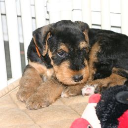 Airedale Terrier Puppies from Spindletop Airedale Terriers