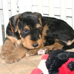 Airedale Terrier Puppies from Spindletop Airedale Terriers