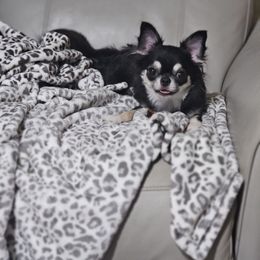 Chanel - Chihuahua