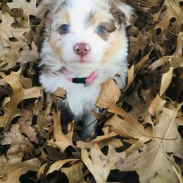 Miniature Australian Shepherd and Toy Australian Shepherd Puppies from Hailey's Miniature Australian Shepherds