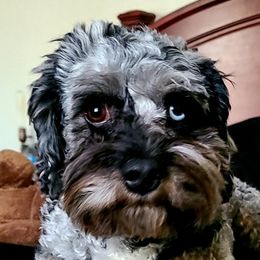 Ripp - Cavapoo