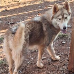SAKARI - Native American Indian Dog