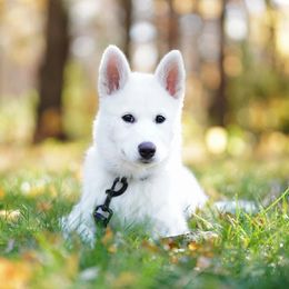 Siberian Husky Puppies from Light Foot Kennel
