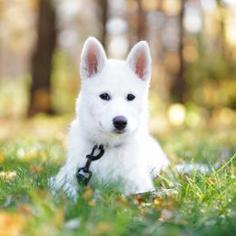 Siberian Husky Puppies from Light Foot Kennel