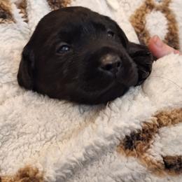 Miss U - Black female Labrador Retriever puppy in Martinsburg, West Virginia from Fetching Labrador Retrievers