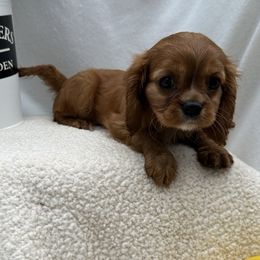 Cavalier King Charles Spaniels, Cavapoos, and Cocker Spaniels from Shelli Ryan