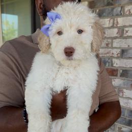 Plum - Cream female Goldendoodle puppy in Richmond, Texas from Harper’s Heartbeats
